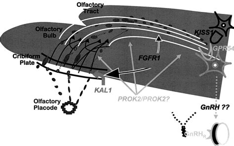 GnRH Neuronal Ontogeny: A Story Told by Patients with GnRH Deficiency ...