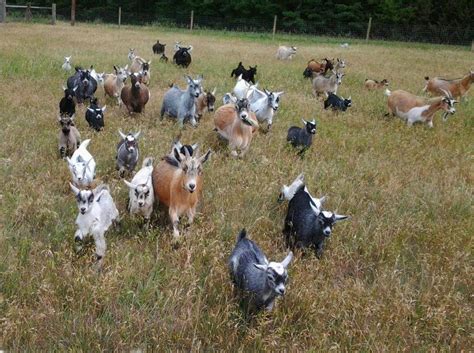 Pygmy Goat Care | Modern Farming Methods