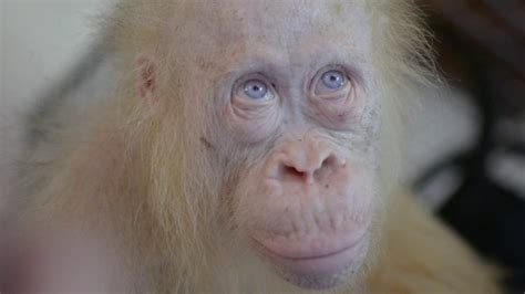 Crazy News on Twitter | Orangutan, Albino, Borneo orangutan