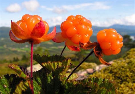 Cloudberry Plant - Rhizomatous Herb Producing Edible Fruit