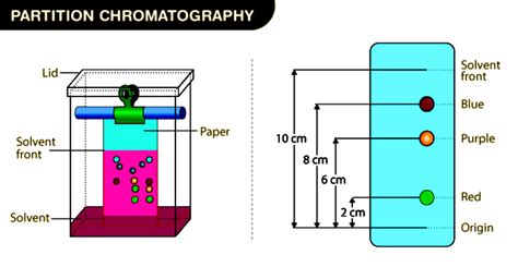 Chromatography: Principles, Types, and Applications - Testbook