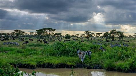 Bing HD Wallpaper Jan 23, 2020: Across the great plains of Africa - Bing Wallpaper Gallery