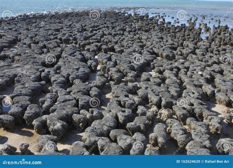 Stromatolites, Shark Bay, Western Australia Royalty-Free Stock Photography | CartoonDealer.com ...