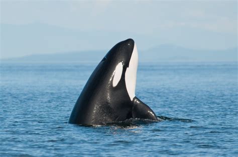 Captive Orcas Can Learn How to Speak Dolphin, Researchers Say | TIME