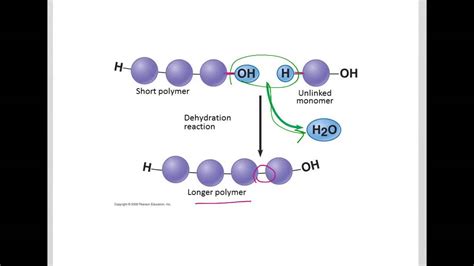 [DIAGRAM] Enzymatic Hydrolysis Diagram - MYDIAGRAM.ONLINE