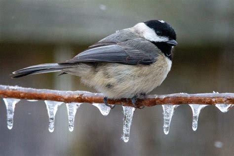 Winter Birds In Ohio: 25 Common Backyard Visitors