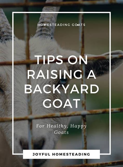 How to Raise Goats in Your Backyard Farm or Homestead Keeping Goats, Raising Goats, Backyard ...