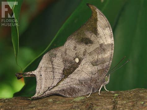 Pearly Leafwing – Exhibits