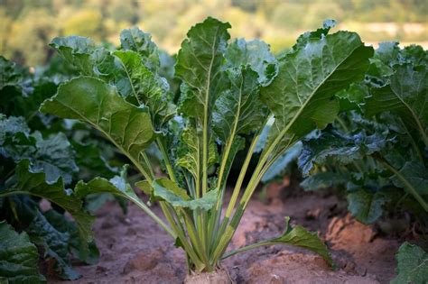 Why a Sunken Walipini Greenhouse is So Effective for Plant Growth ...