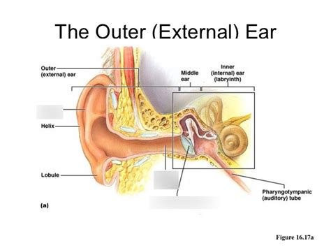 External Ear Diagram Labeled