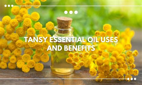 Tansy Essential Oil Uses and Benefits – BALM Aromatherapy