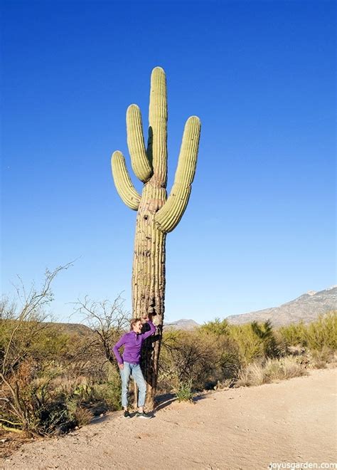 A Winter Hike In The Sonoran Desert