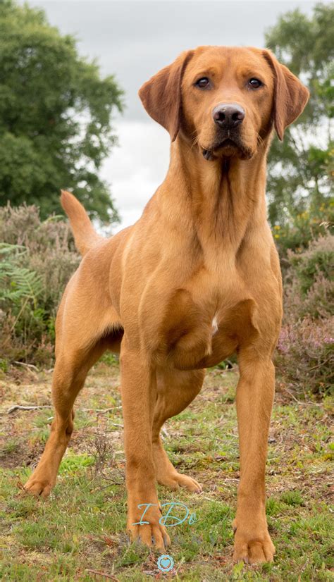 Amazing Fox Red Labrador photo taken during the Andy Biggar Photography ...