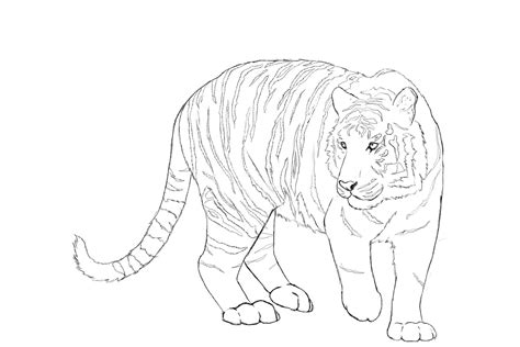 How To Draw A Tiger ~ Draw Central Animal Drawings, Art Drawings, Fountain Pen Drawing, Tiger ...