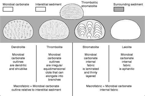 Microbialites, Stromatolites, and Thrombolites | SpringerLink