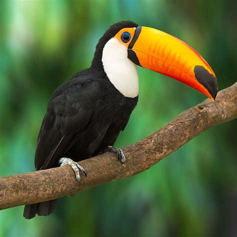 Tukan Tropical Animals, Tropical Birds, Exotic Birds, Tropical Tree, Toucan Art, Toco Toucan ...