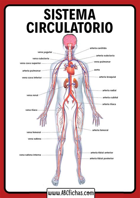 El Sistema Circulatorio Y Sus Partes - Reverasite