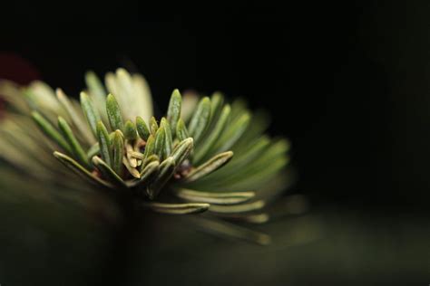 Green Leaf Plant · Free Stock Photo