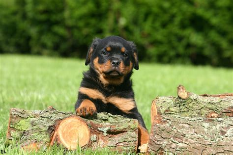 Adorable Rottweiler Puppy HD Wallpaper