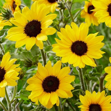 Sunflower Annual Plants For Sale | Outdoor Plant | Free UK Delivery ...