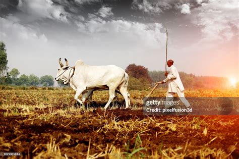 Farmer Ploughing Field High-Res Stock Photo - Getty Images