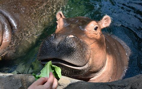 Who Feeds Fiona? Cincinnati Zookeepers Make Sure There Are No Hungry Hippos | Michigan Radio