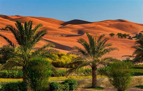 Wallpaper sand, the sky, the sun, palm trees, desert, dunes, the bushes, Abu Dhabi, UAE images ...