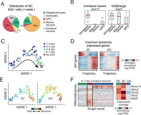 Dynamics of adult newborn GABAergic neurons in SC | Download Scientific ...