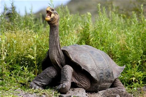 Giant Galápagos tortoise facts, adaptations, habitat & evolution