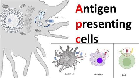 18 Surprising Facts About Antigen-Presenting Cells - Facts.net