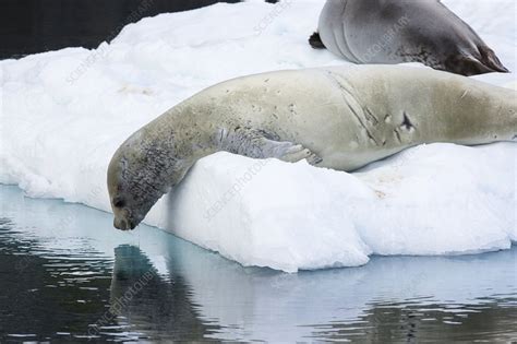 Crabeater Seal - Stock Image - C024/5090 - Science Photo Library