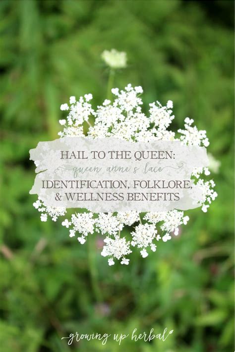 Queen Anne's Lace Identification, Folklore, & Wellness Benefits