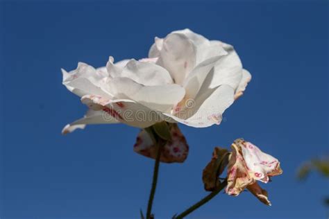 White Rose Bush stock photo. Image of leaves, texture - 150641536