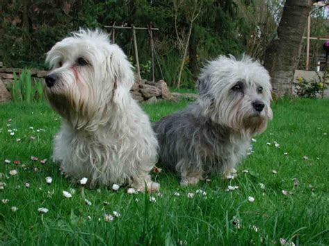 Cesky Terrier - Puppies, Rescue, Pictures, Information, Temperament ...