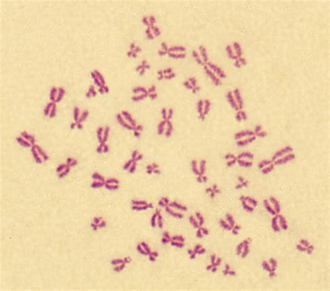 Brightfield Microscopy Gallery - Center for Microscopy and Imaging