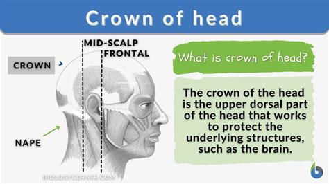 Crown of head - Definition and Examples - Biology Online Dictionary