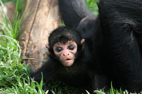 Black Spider Monkey Facts, Habitat, Diet, Life Cycle, Baby, Pictures