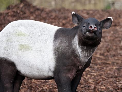 Tenuk | Best Large | Tapirs | Edinburgh Zoo The Malayan Tapi… | Flickr