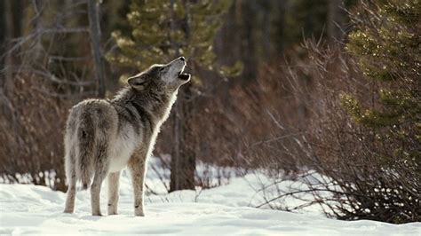 Meet the Wolf - Living with Wolves