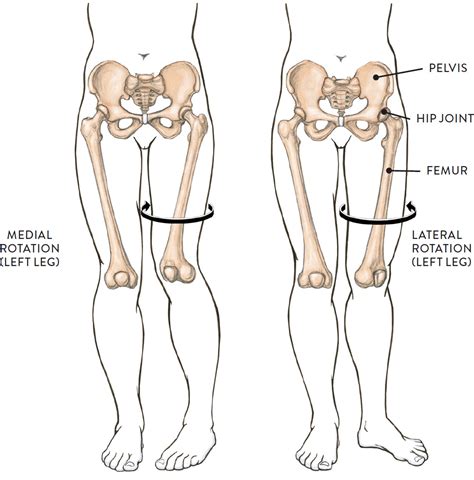 Joints and Joint Movement - Classic Human Anatomy in Motion: The Artist ...