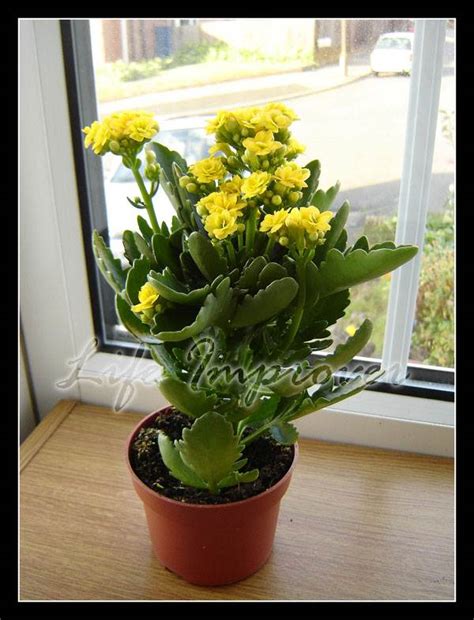 1 Calandiva Kalanchoe Blossfeldiana Indoor Plant in Pot Yellow Pink Red Flower | eBay