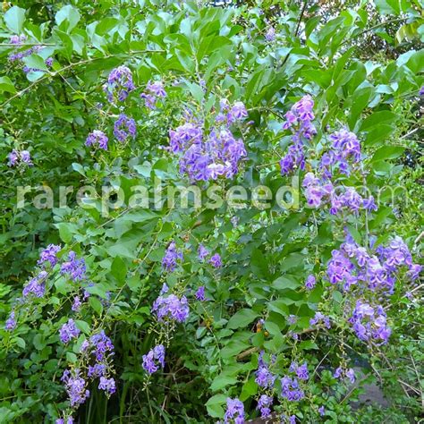 Duranta erecta – Golden Dewdrop – Buy seeds at rarepalmseeds.com