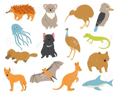 Australian fauna clipart 20 free Cliparts | Download images on Clipground 2024