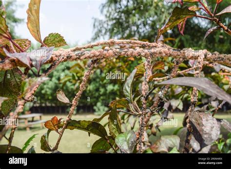 Hibiscus plant disease on hibiscus stem. Brown dots scales on shoeflower foliage infected Stock ...