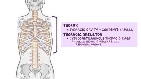 Bones and joints of the thoracic wall: Video | Osmosis