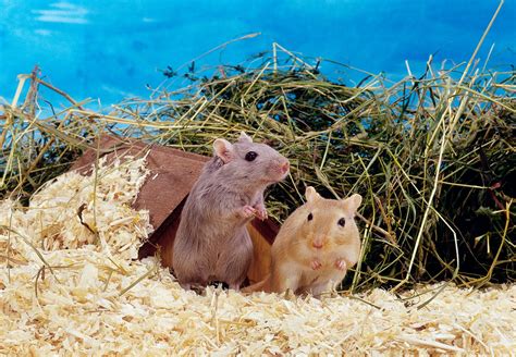 Gerbil | Diet, Habitat & Lifespan | Britannica