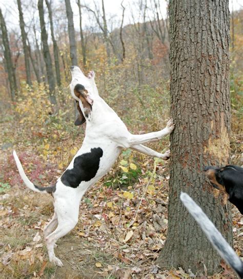 Do Treeing Walker Coonhounds Point? How Do They Hunt?