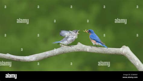 Male Eastern Bluebird Feeding Baby Stock Photo - Alamy