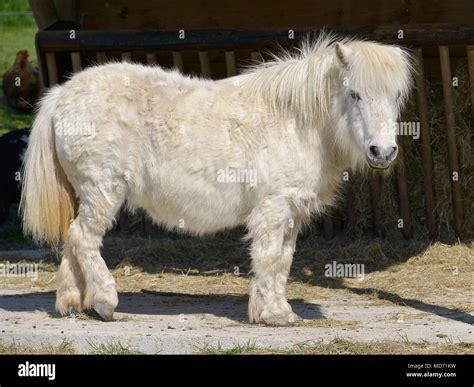 White horse with long hair (Equus caballus) standing and seen from of ...