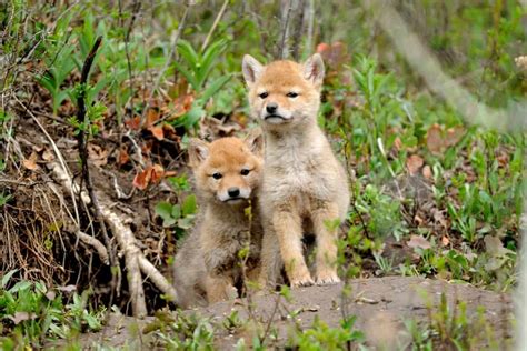 Coyote Pups: Exploring Baby Coyote Secrets